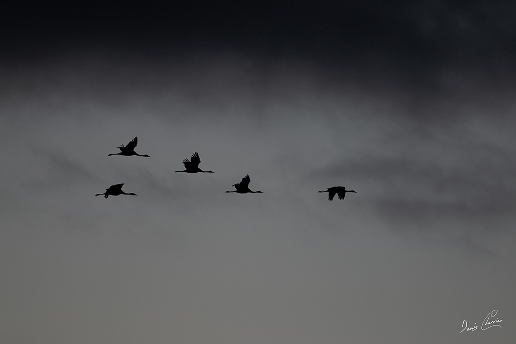 Vol de grues cendré en formation en V dans un ciel gris nuageux